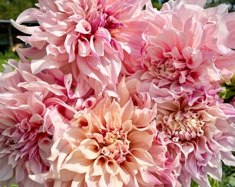 May include: A bouquet of pink and white dahlia flowers with ruffled petals. The flowers are in full bloom and have a delicate, feminine appearance.