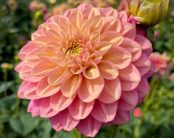 May include: A close-up of a fully bloomed dahlia flower with layers of soft pink and peach petals. The center is a bright yellow. A smaller bud is visible to the right. The background is blurred with other flowers.