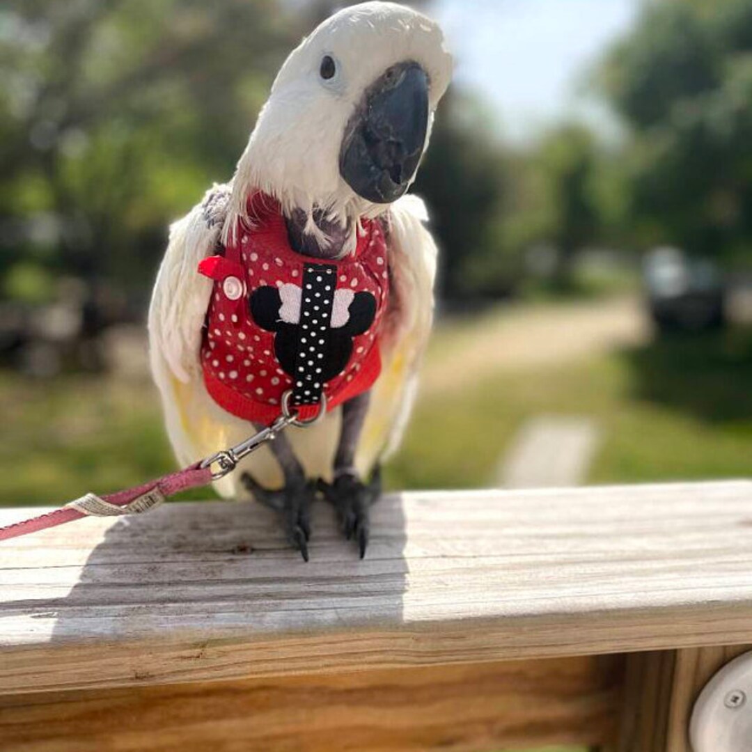 Kilted Tuxedo Birds/parrot Clothing Bespoke Babesinthehood. NOTE