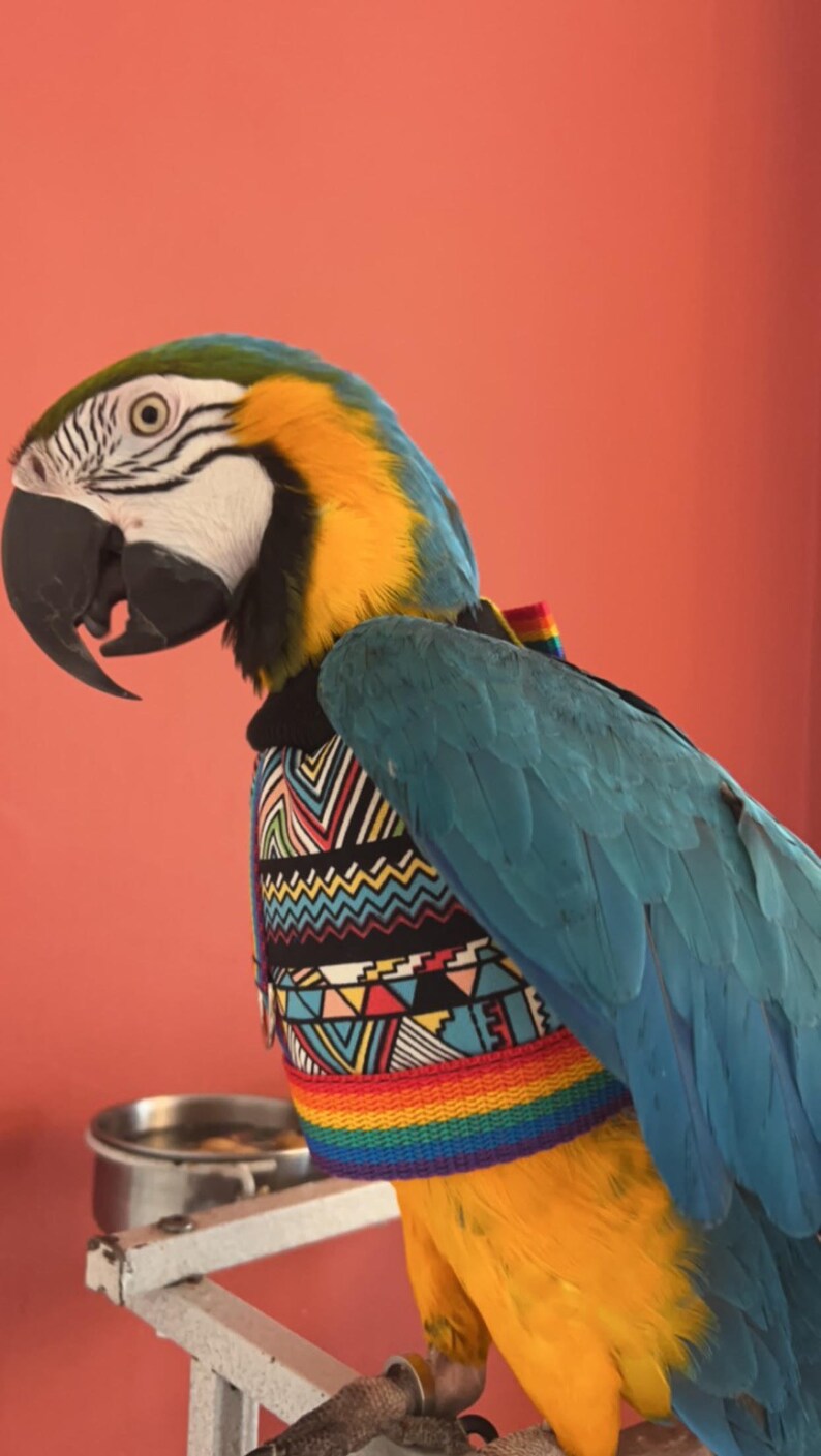 Mystic HARNESS JACKET Papagei Hoody Vogel / Papagei Kleidung, maßgeschneidert, Babesinthehood. HINWEIS: Namen sind auf diesem Produkt nicht verfügbar. Bild 3