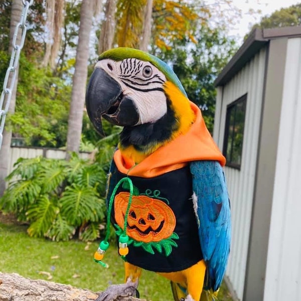 HALLOWEEN - Orange & Black parrot hoody - Bird/parrot clothing, babesinthehood. NOTE: D/rings are available as paid option. No names