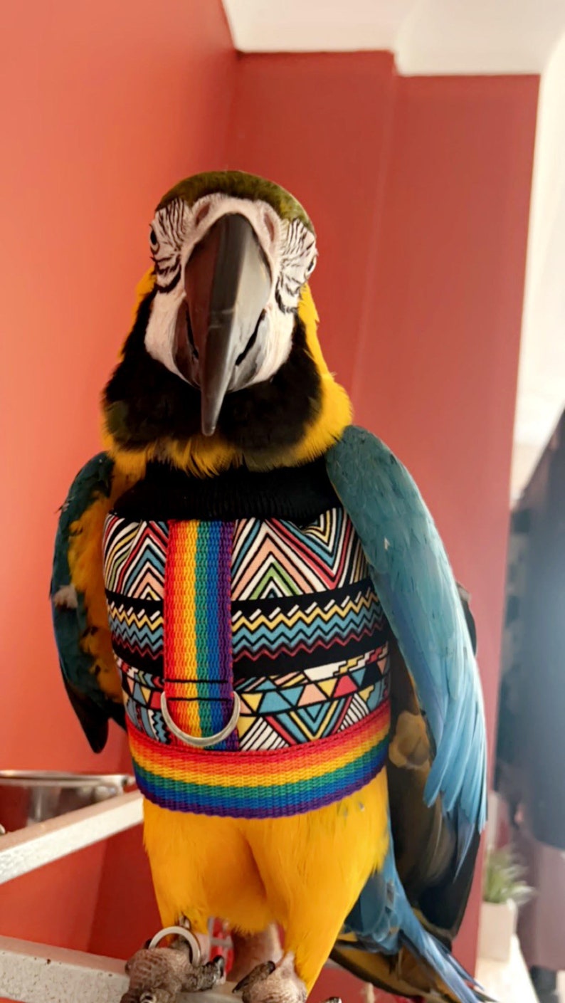 Mystic HARNESS JACKET Papagei Hoody Vogel / Papagei Kleidung, maßgeschneidert, Babesinthehood. HINWEIS: Namen sind auf diesem Produkt nicht verfügbar. Bild 4