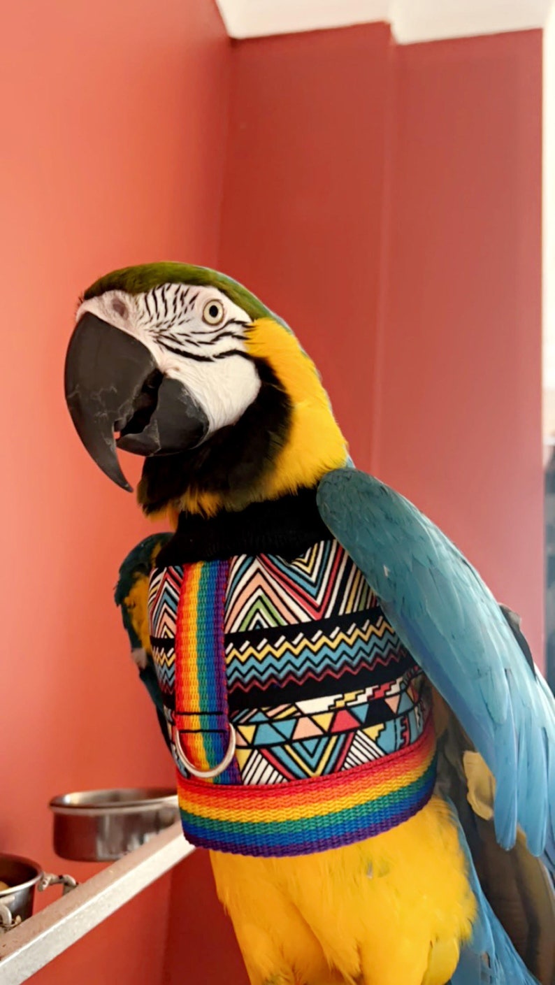 Mystic HARNESS JACKET Papagei Hoody Vogel / Papagei Kleidung, maßgeschneidert, Babesinthehood. HINWEIS: Namen sind auf diesem Produkt nicht verfügbar. Bild 6