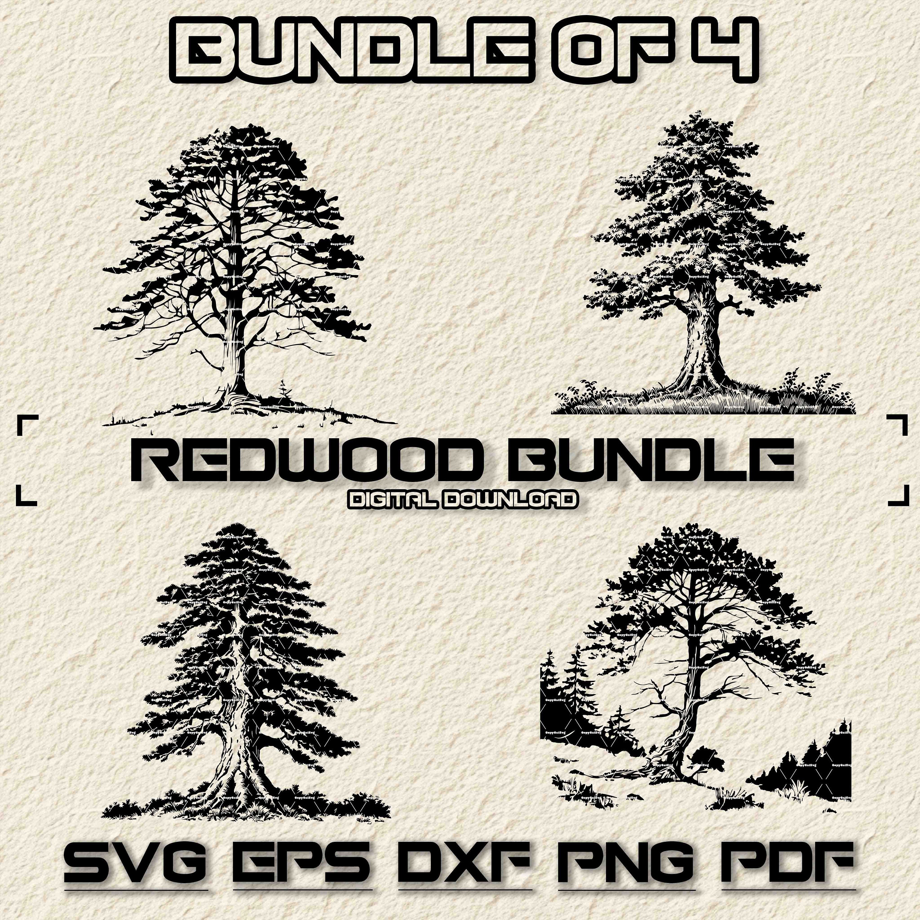 Redwood SVG Bundle, PNG, Trees Clipart, Hand Drawn Redwood Tree Vector Illustration, SVG Files For Laser Engraving