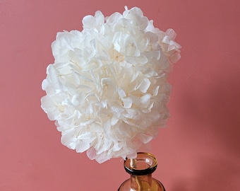 Preserved / Dried Real Hydrangea in Bleached White - Simple, Minimalist Home Decor - Funk & Bloom