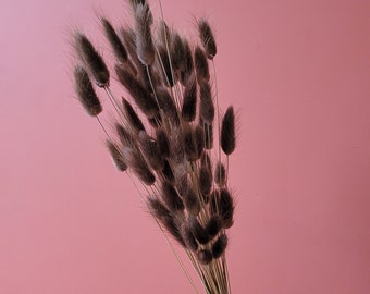 Bunch of Dried Bunny Tails in Muted Brown Colour - Everlasting Flowers & Decor