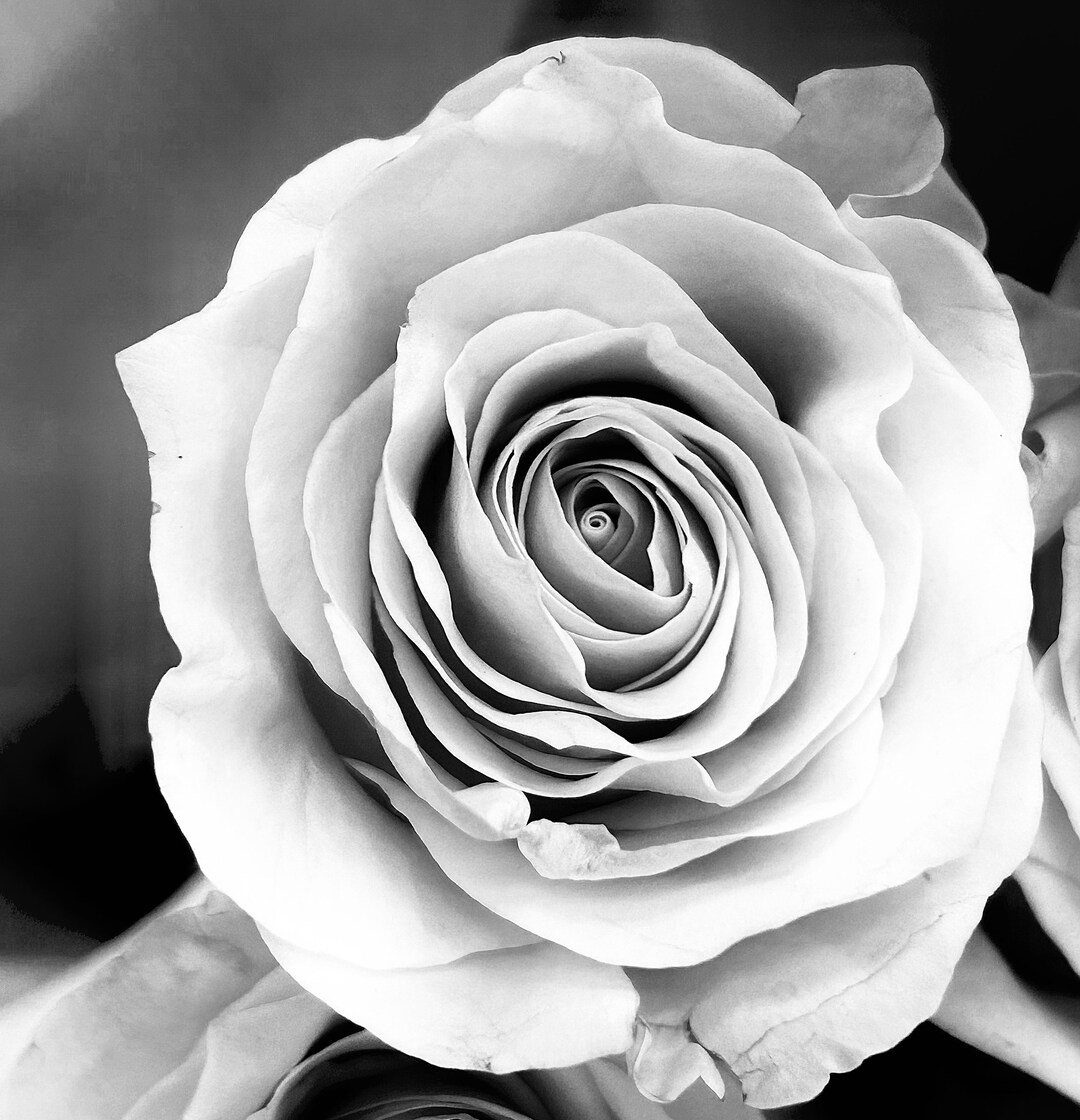 My Image 12
