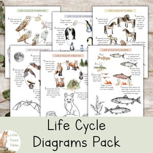 May include: A collection of educational life cycle diagrams featuring watercolor illustrations of a barn owl, penguin, horse, bat, red fox, and salmon. Each page includes descriptive text and numbered stages detailing the biological development of these animals.