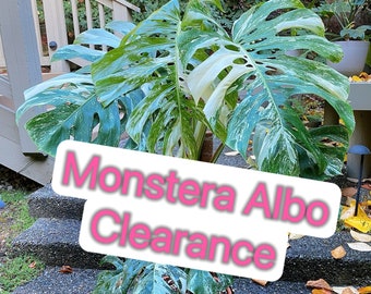 US Seller- Monstera Albo Borsigiana Deliciosa Variegated fully ROOTED stable great variegation - Pick you own