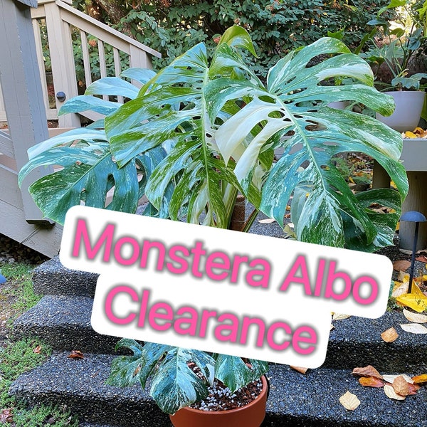 US Seller- Monstera Albo Borsigiana Deliciosa Variegated fully ROOTED stable great variegation - Pick you own