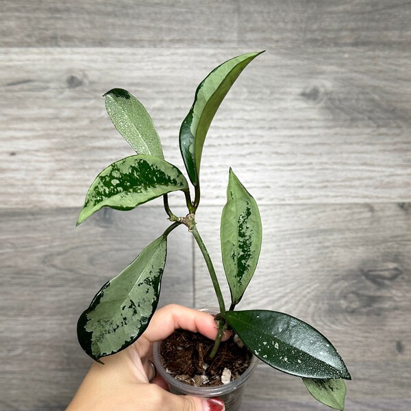 US Seller - Hoya AH-074 silver ROOTED with active growth