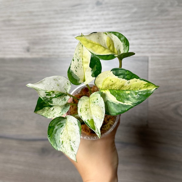 US Seller- Very rare ROOTED Japanese Global Pothos Epipremnum aureum Japan GREAT Variegation with active new growth- Pick your own