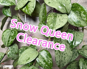US Seller - Hoya Latifolia Snow Queen Splash Silver Cutting ONE
