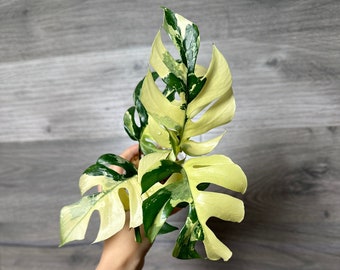 US Seller -Very rare Variegated Rhaphidophora Tetrasperma variegata great Variegation rooted- Pick your own April restock