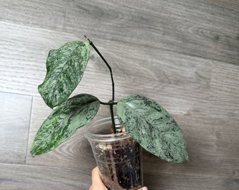 US Seller - Hoya Coriacea High Splashy High Silver Rooted Stable Plants - choose your own Plant April restock