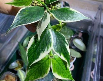 US Seller- Hoya ALBO Variegated Polyneura fully ROOTED - Pick your own- March Restock!