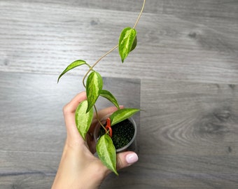 hoya dennisii ' frida ' カップ苗&ラクノーサ　吊り鉢 hoya dennisii ' frida ' カップ苗&ラクノーサ 吊り鉢 - メルカリ