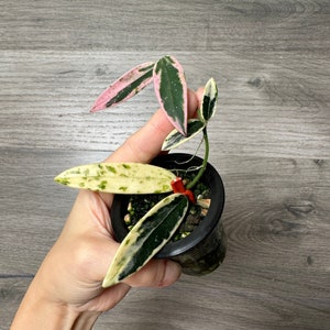 US Seller- very Rare Hoya Lyi Prism fully Rooted Great Variegation EXACT plant - Pick your own