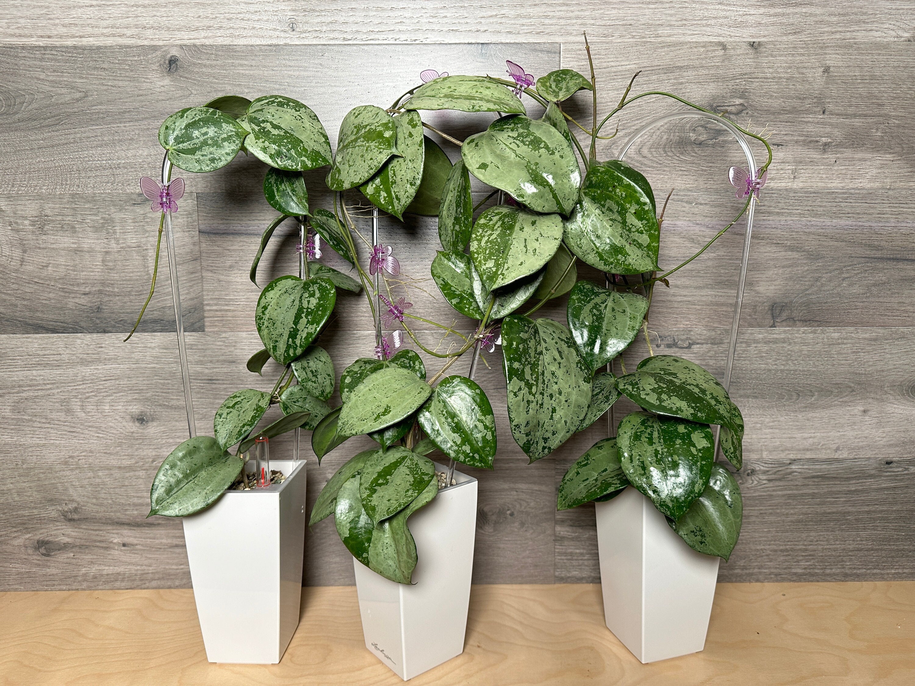 49 ＊ホヤ ＊ Hoya ＊ latifolia ＊ silver leaf Hoya Latifolia Silver - Art Garden Flowers