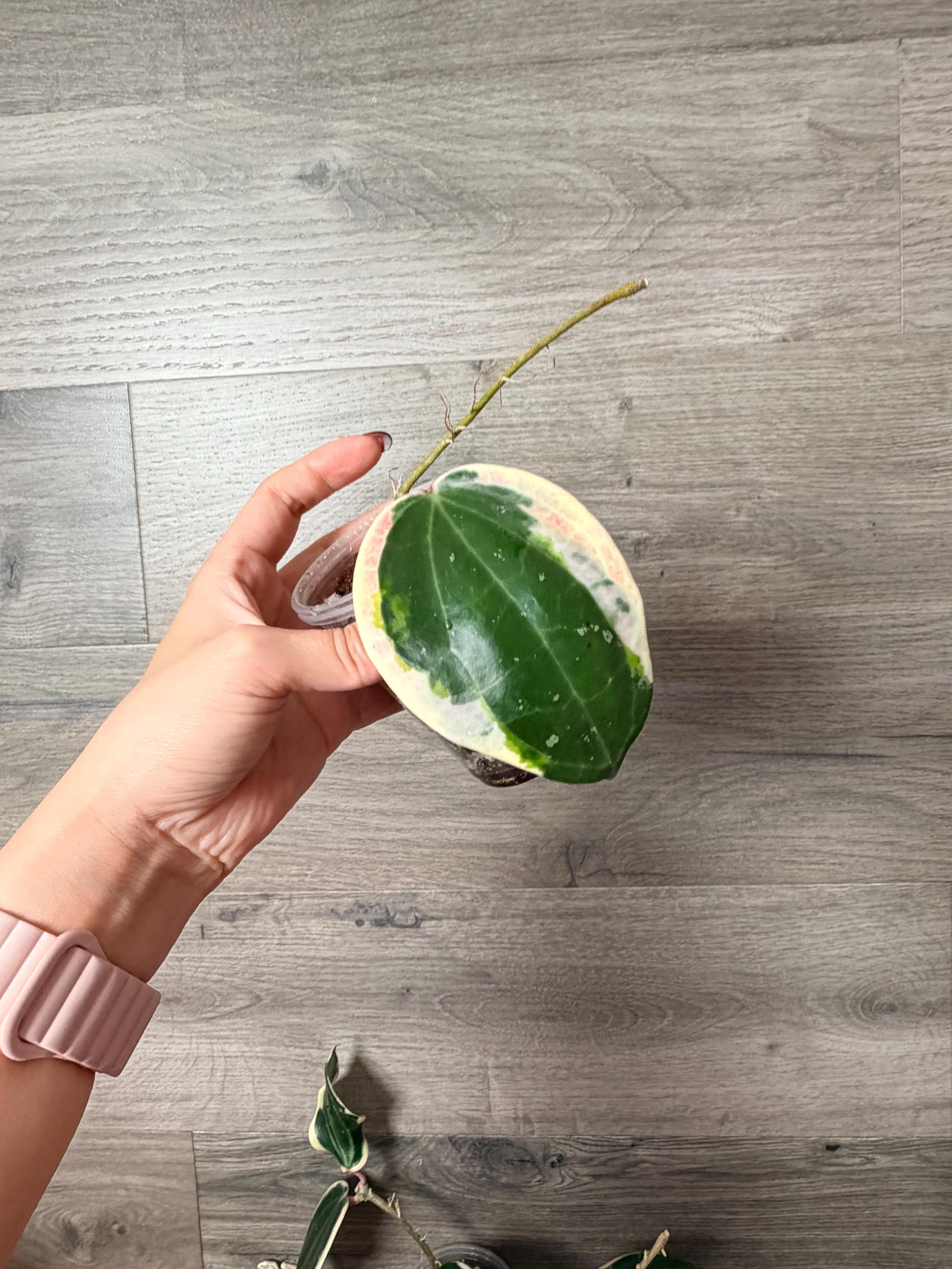 US Seller -very Rare Hoya Latifolia Albomarginata (round Leaf