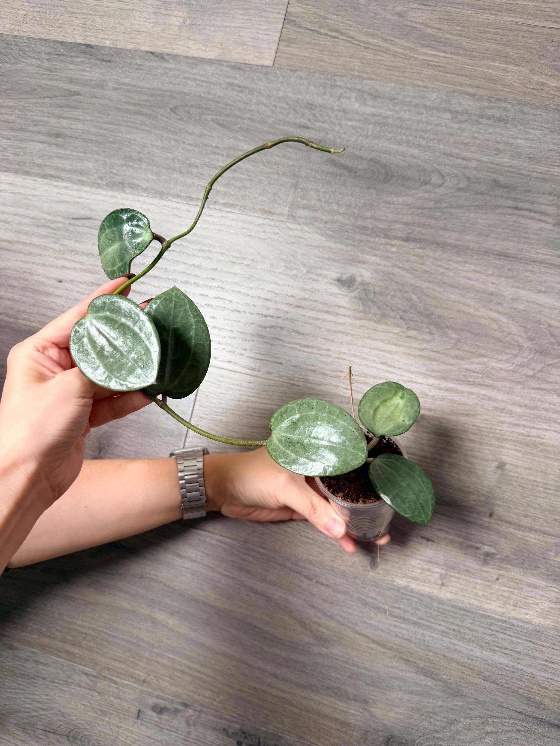 US Seller- Hoya Latifolia Silver Fully Rooted Large Leaves Exact