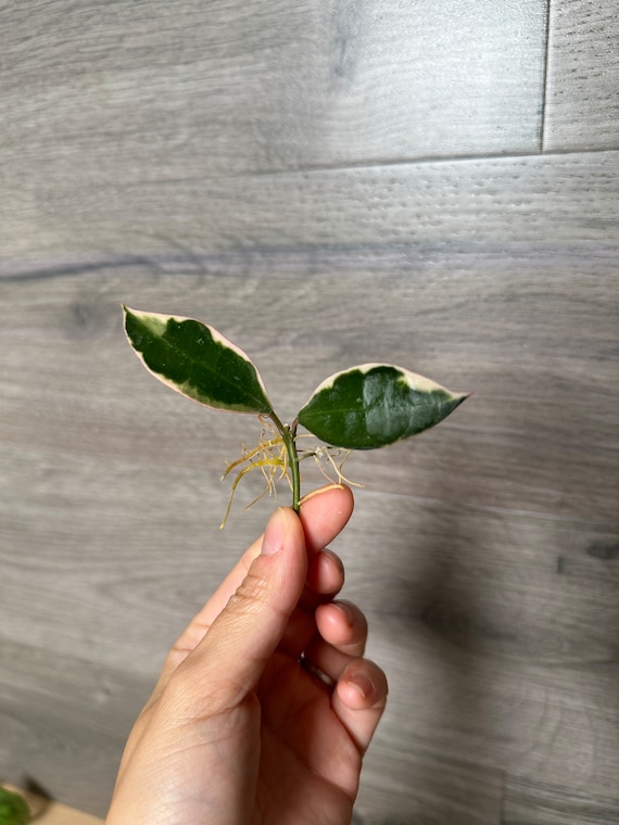 Hoya Lacunosa Asami UNROOTED Cutting- ONE Node Cutting Grower's
