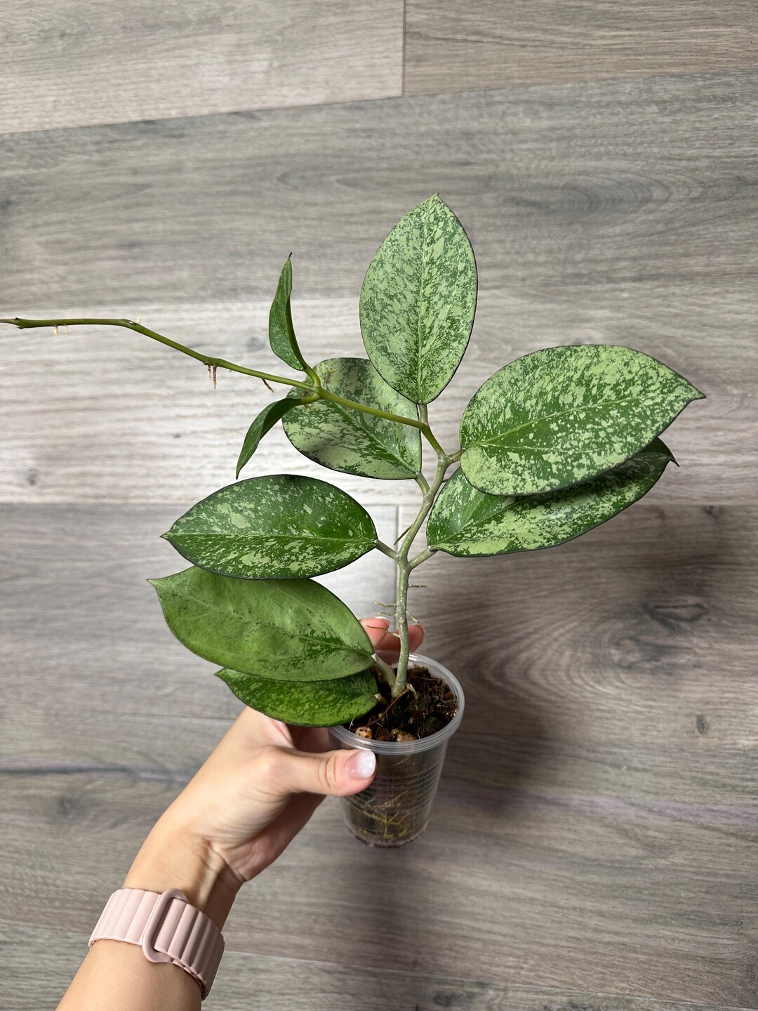 ホヤ Hoya Icensis splash サクララン 小苗⑤ Hoya patcharawalai023