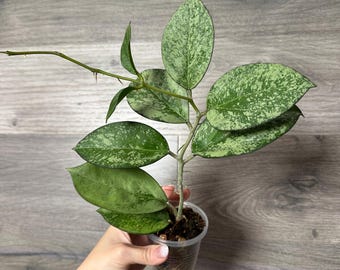 Hoya Verticillata KSB-08 Silver Splash Rooted + Free