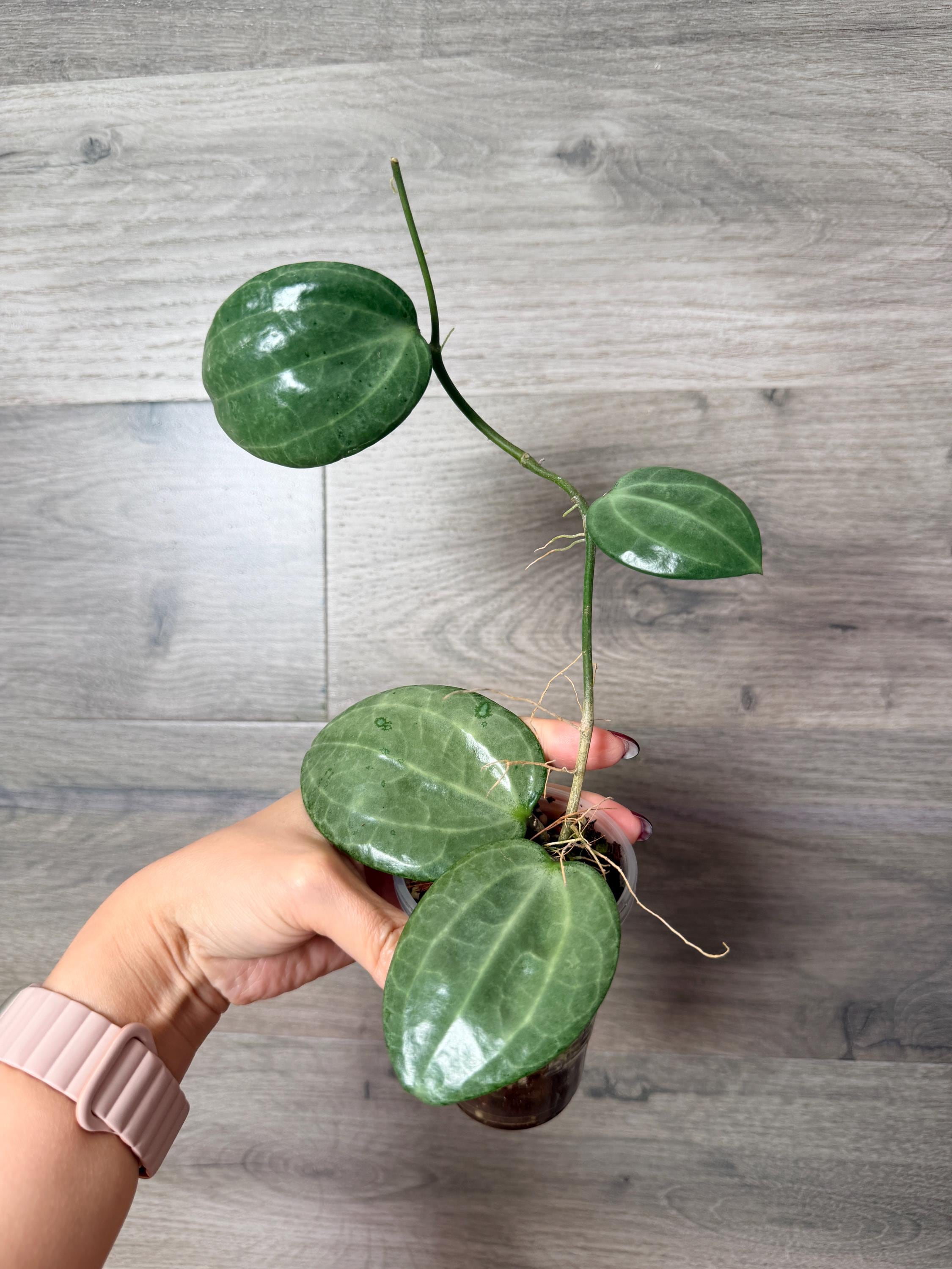 US Seller- Hoya Latifolia Silver Fully Rooted Large Leaves Exact