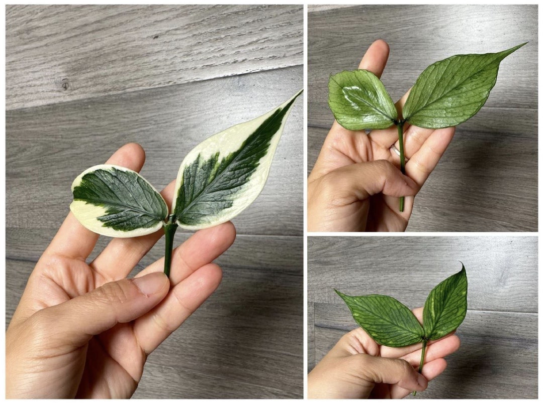 Hoya Polyneura UNROOTED Cutting Bundle - Hoya Polyneura ALBO