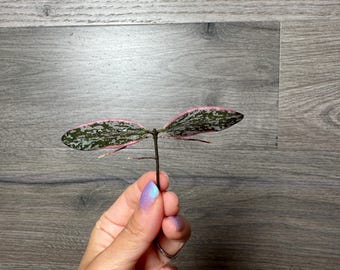US Seller- Hoya Sigillatis outer variegated cutting - Grower's Choice