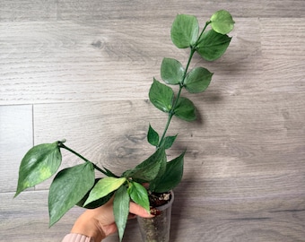 US Seller- Hoya Silver Polyneura Broget Fully Rooted Stable Plant