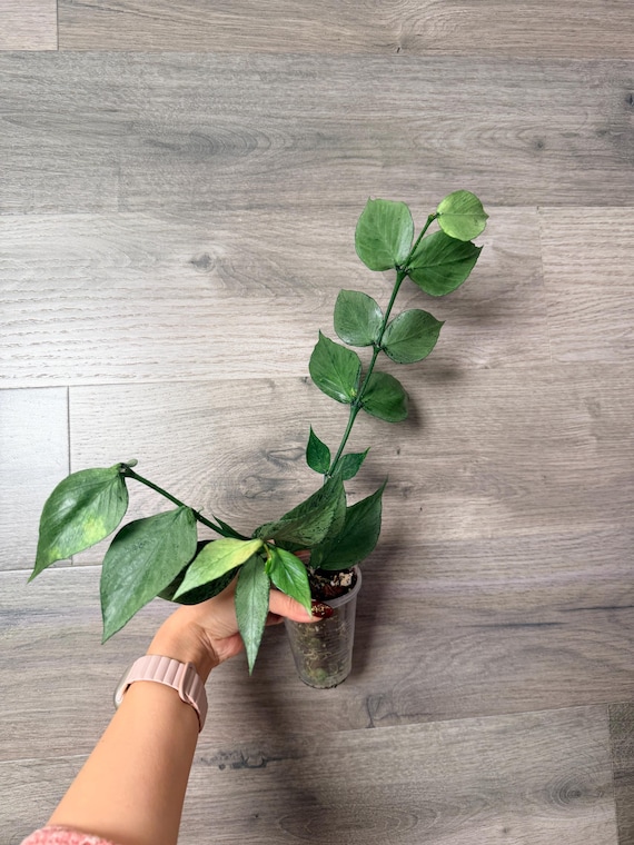 US Seller- Hoya Silver Polyneura Broget Fully Rooted Stable Plant