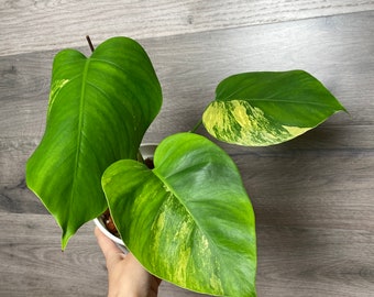 US Seller- Monstera Borsigiana Aurea CLEARENCE fully rooted stable plant EXACT plant - Pick your own