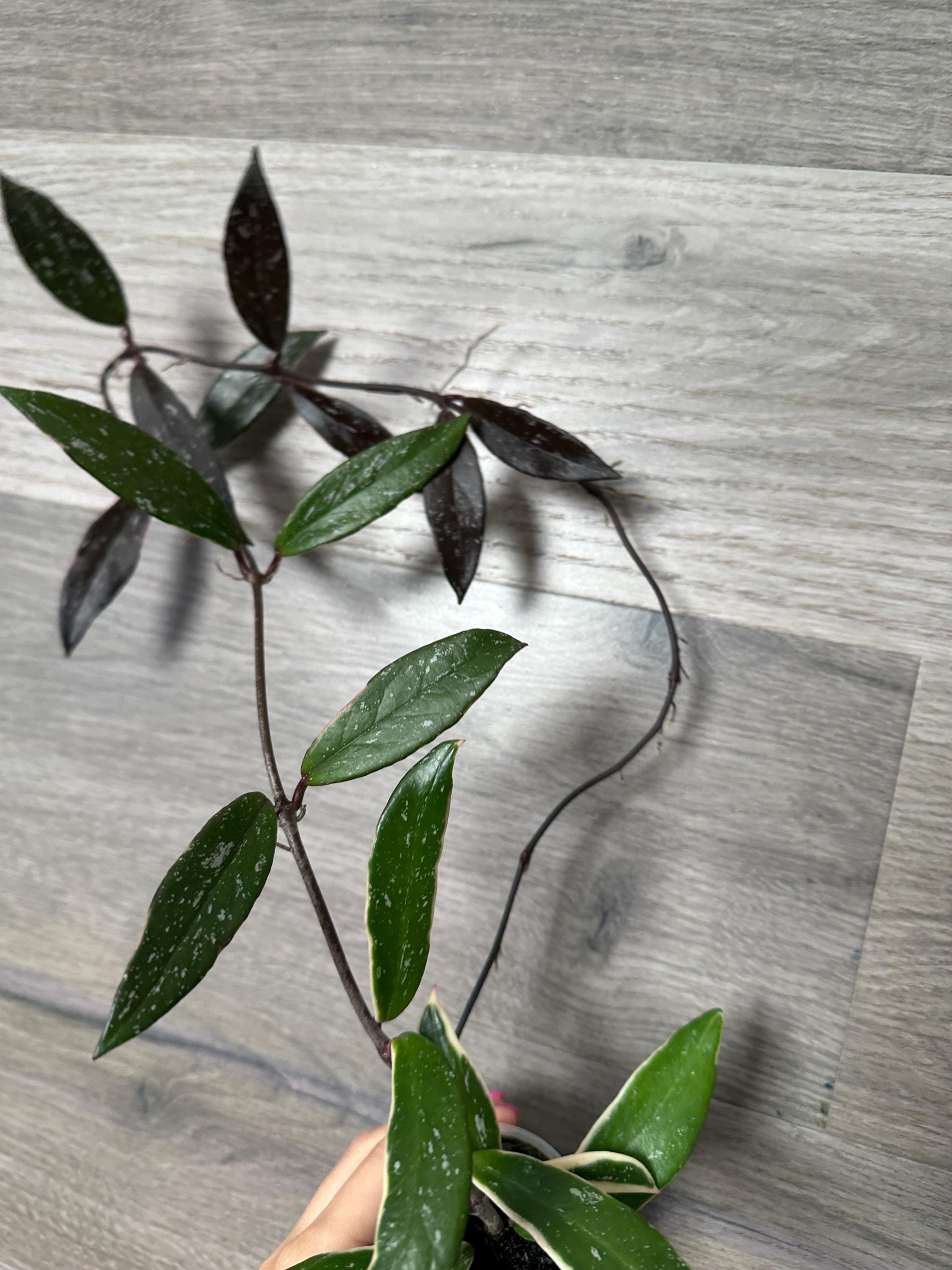 US Seller- RARE Hoya Pubicalyx Albomarginata Outer Variegated