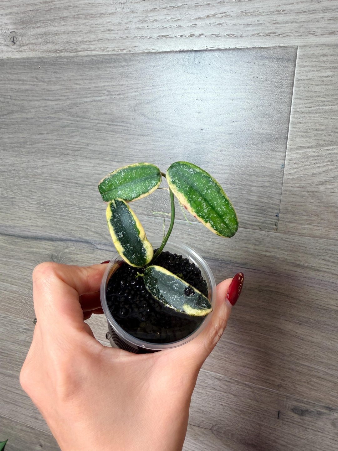 US Seller- Very Rare Hoya Lyi Prism Fully Rooted Great Variegation