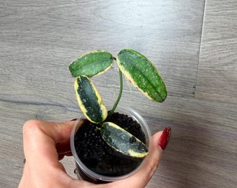 US Seller- Very Rare Hoya Lyi Prism Fully Rooted Great Variegation