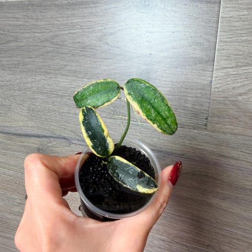 US Seller- Very Rare Hoya Lyi Prism Fully Rooted Great Variegation