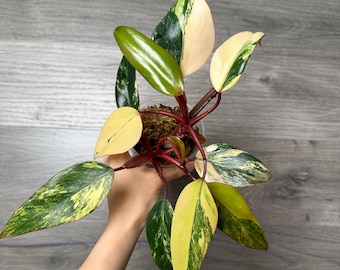 US Seller- Philodendron Strawberry Shake Fully Rooted Stable GREAT  Variegation With New Growth-pick Your Own - Etsy