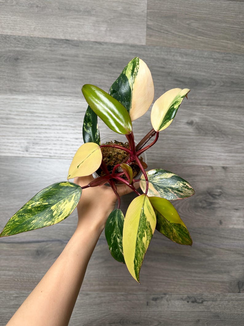 LeafyFiona Philodendron Strawberry Shake