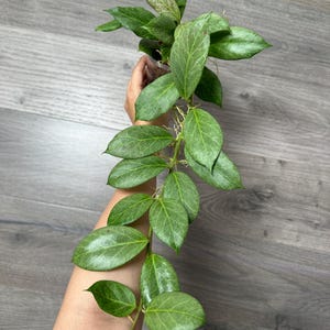 US Seller - Rare Hoya Obscura Silver rooted Cuttings- Pick your Own NODES