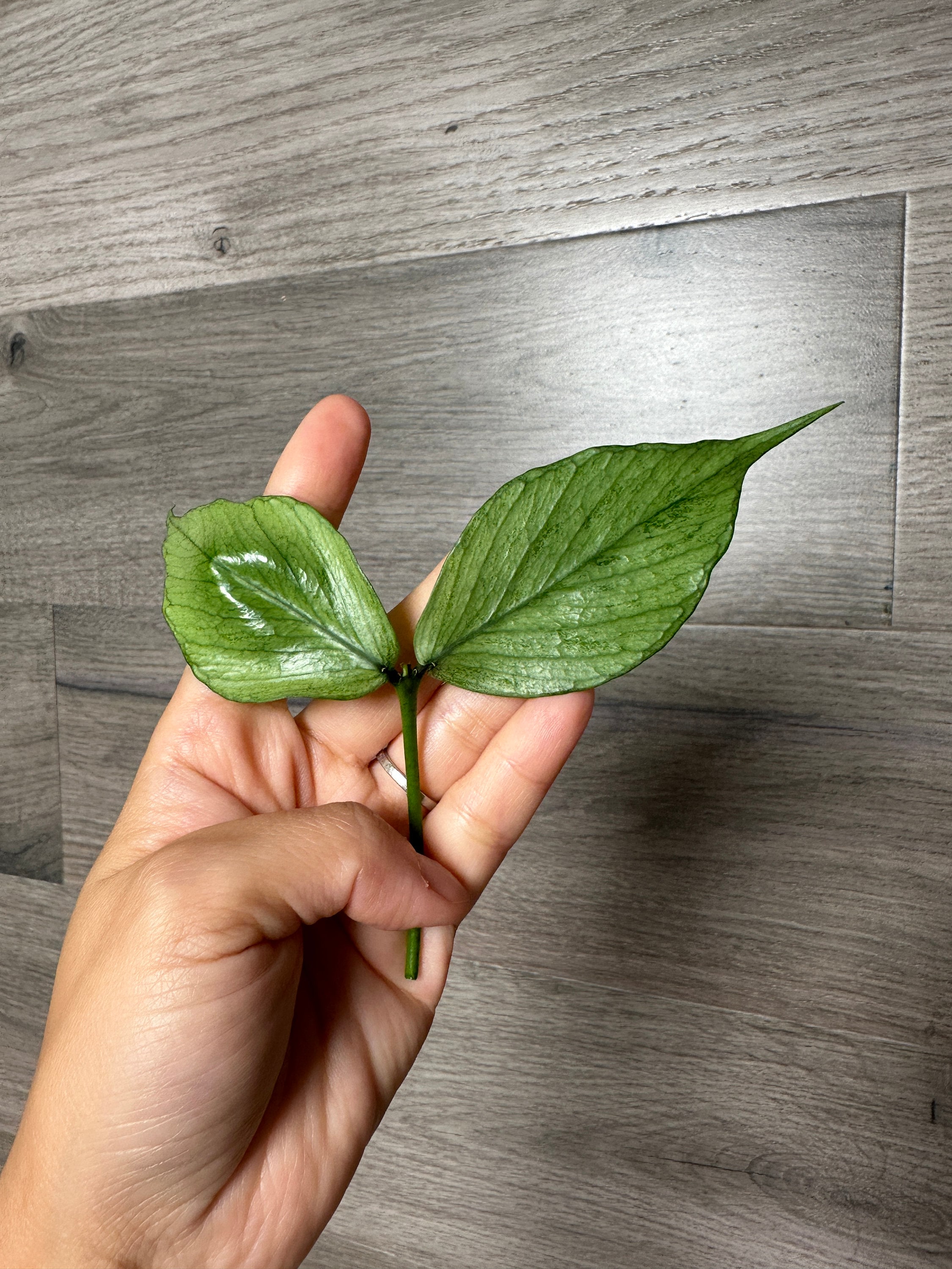 Hoya Polyneura Broget - Etsy