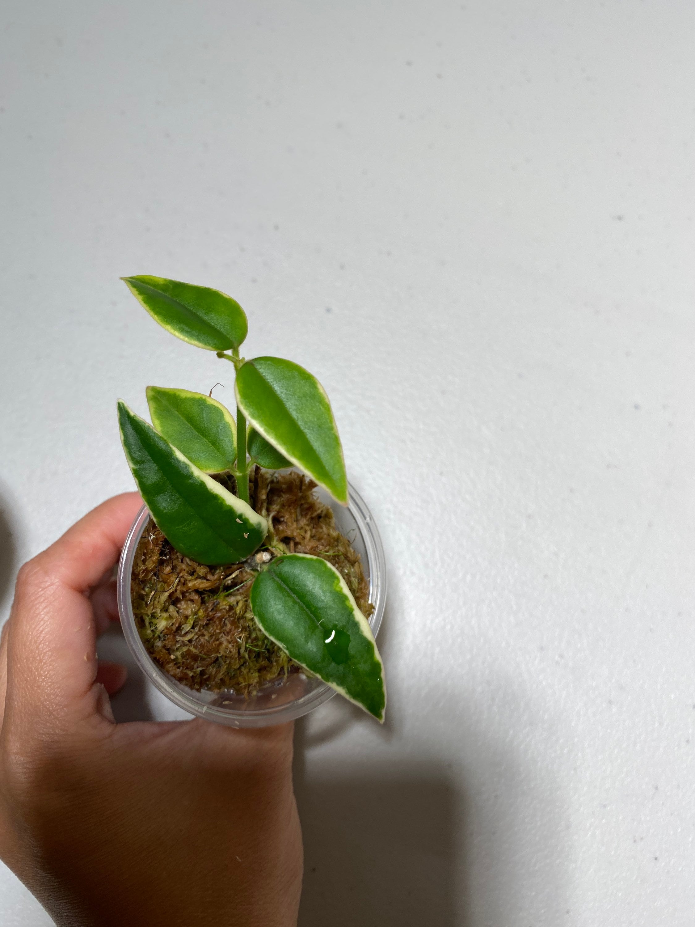 初売り 福袋 US Seller Hoya Bella Albomarginata Rooted Plant 'anneke Buis その他観葉植物