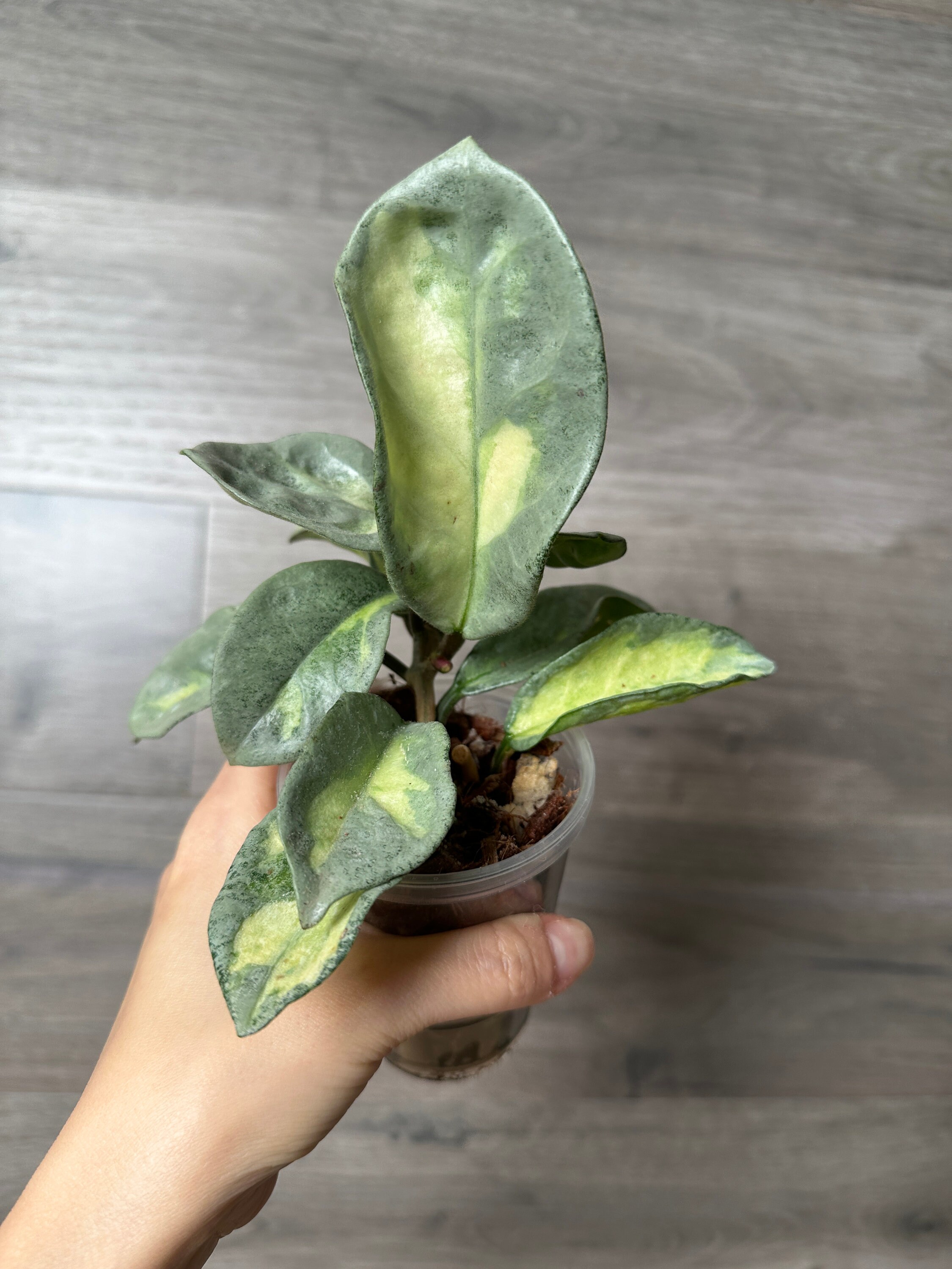 Hoya Argentea Princess Variegated Stable Plant Fully Rooted Exact