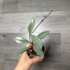 US Seller -Very Rare Hoya Wilbur Graves SILVER fully rooted stable plant -Pick your own