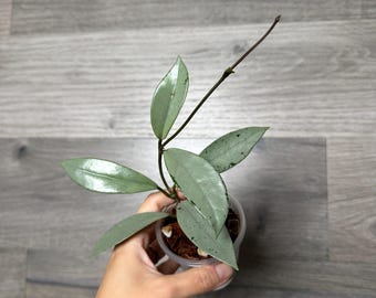 US Seller -very Rare Hoya Wilbur Graves SILVER Fully Rooted
