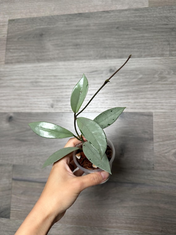 US Seller -very Rare Hoya Wilbur Graves SILVER Fully Rooted