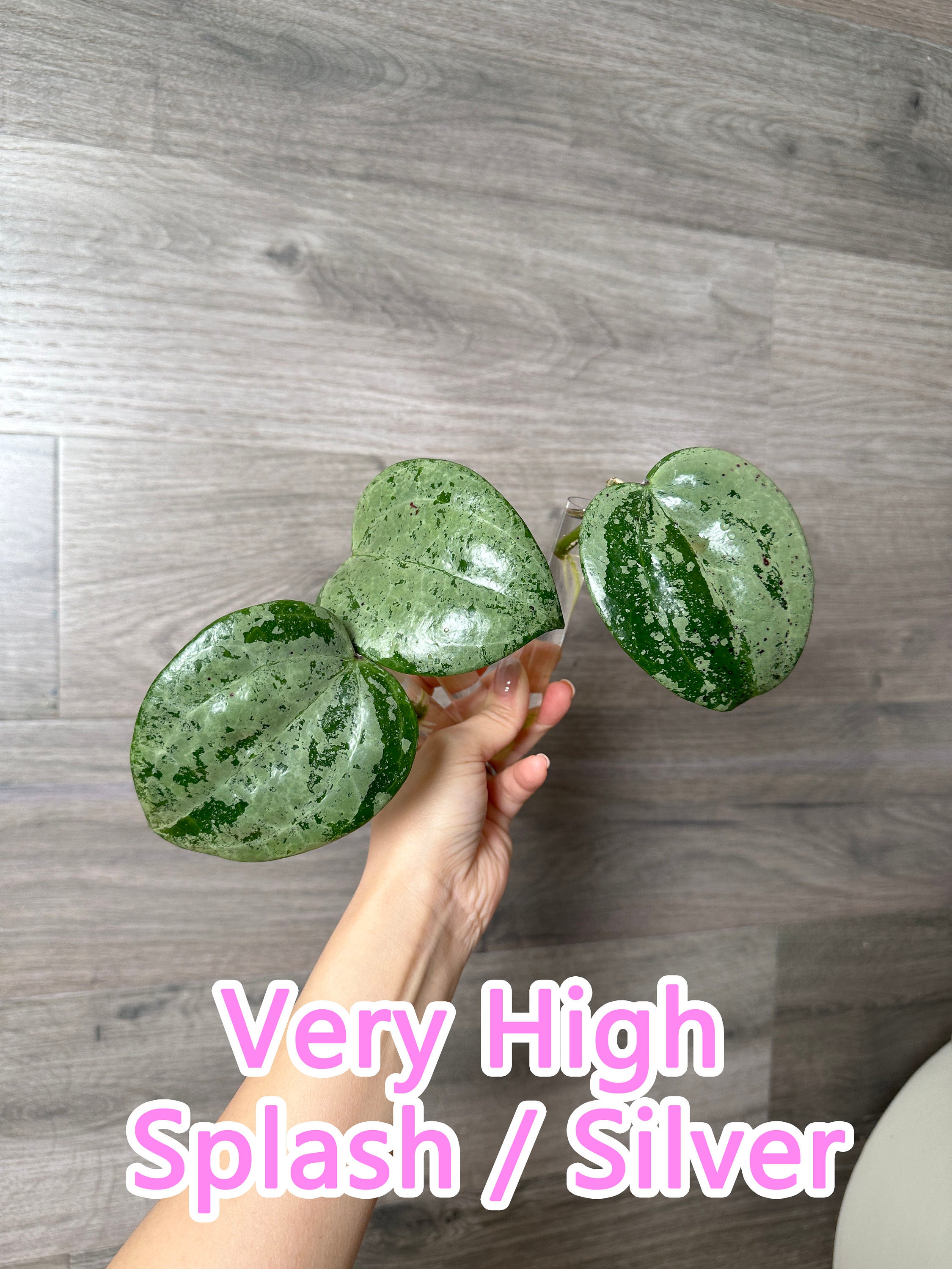 US Seller - Hoya Latifolia Snow Queen Splash Silver Cutting ONE