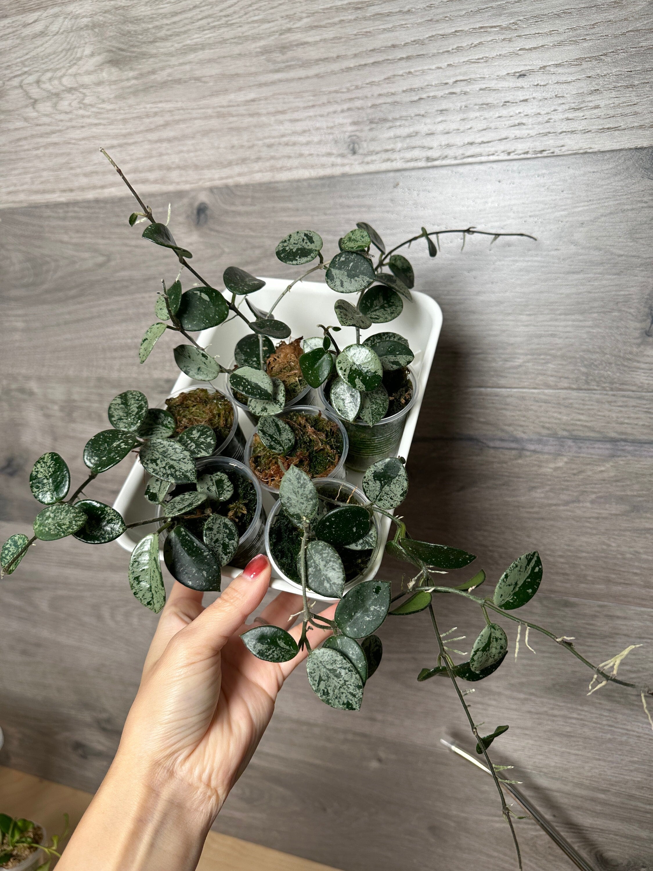 US Seller- Hoya Mathilde super Silver Splashy Rooted Plant With new growth - Pick your own