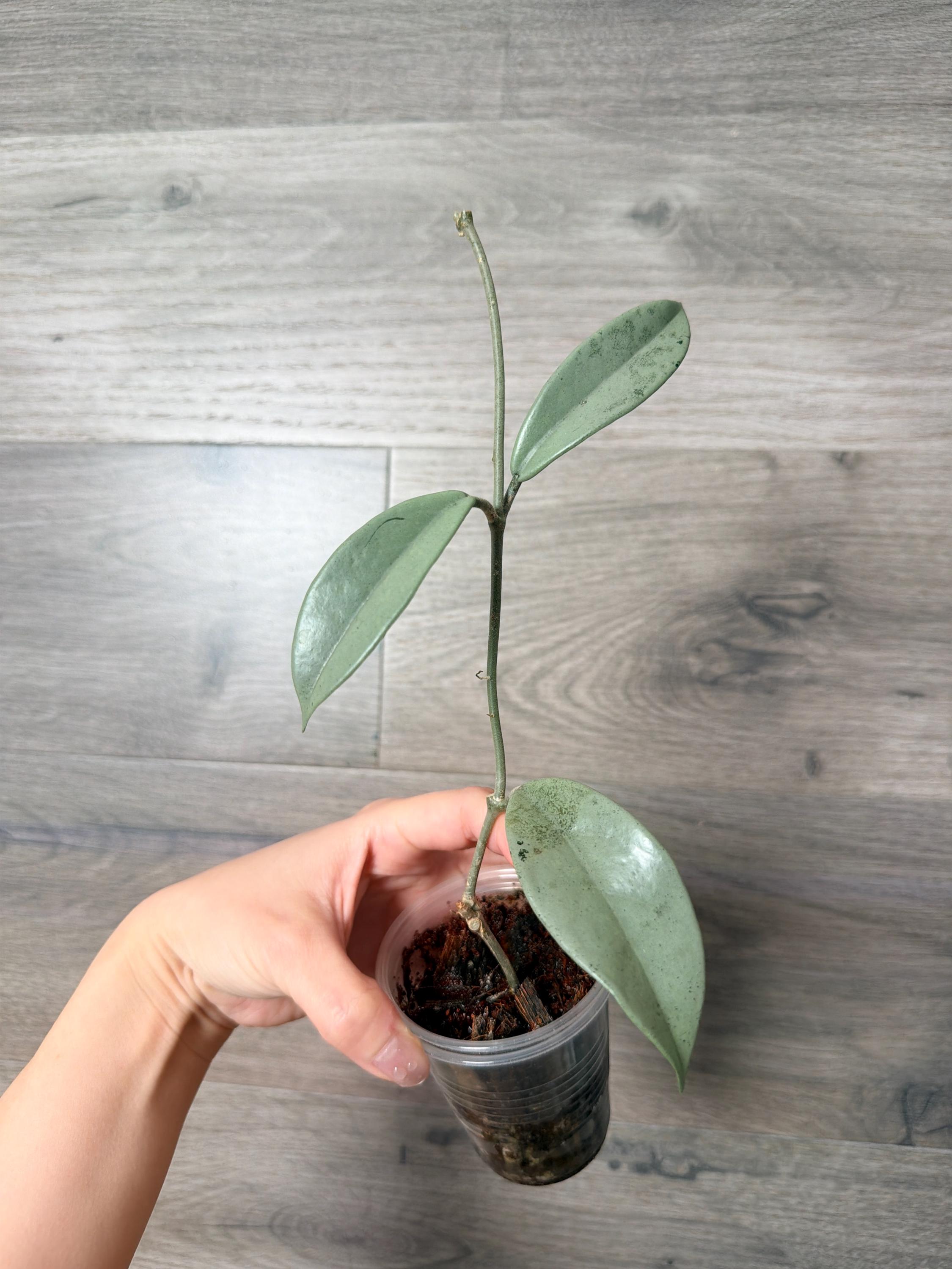 US Seller -very Rare Hoya Wilbur Graves SILVER Fully Rooted Stable